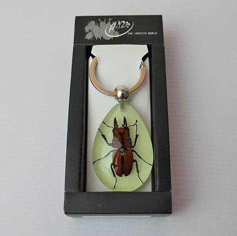 Real Insect 'Antler Horned Beetle' Glow Keyring