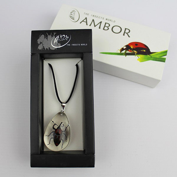 Real Insect 'Long Arm Bamboo Weevil' Clear Necklace