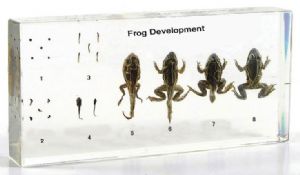 Frog Development Block