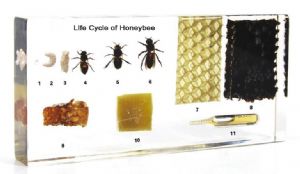 Life Cycle Of A Honey Bee Block