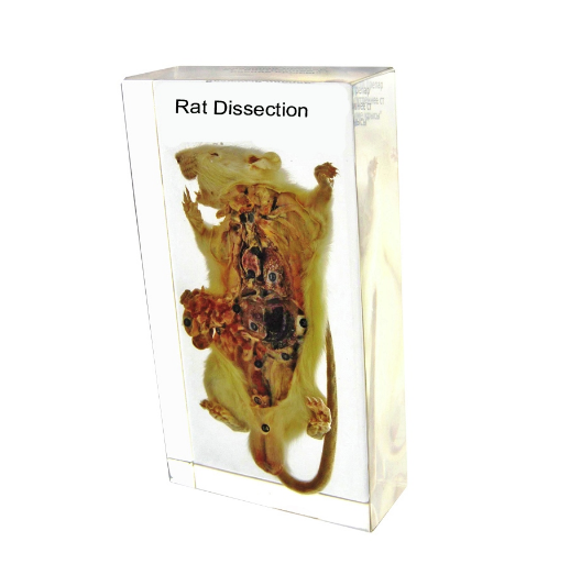 Rat Dissection Block
