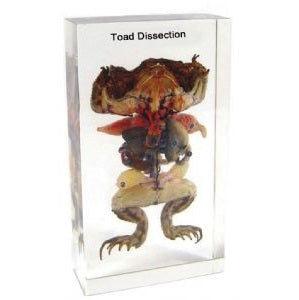 Toad Dissection Block